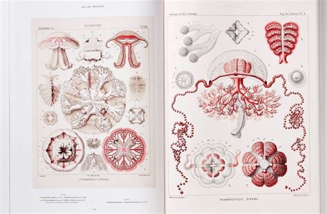 Th Century Scientific Illustrations By Ernst Haeckel Marry Art Science