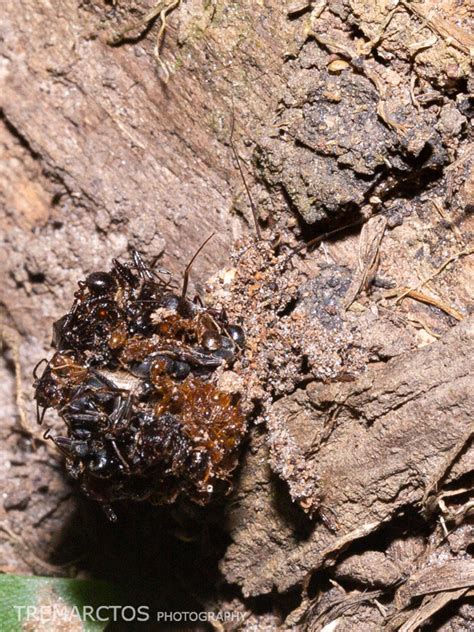 Assassin Bug Larva With Ant Armor Tremarctos