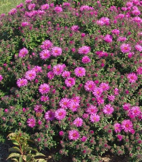 Aster Novae Angliae Vibrant Dome Vibrant Dome New England Aster