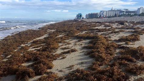 Seaweed Blob Twice The Width Of The United States To Hit Florida