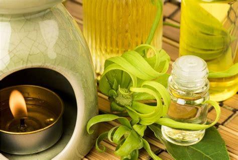 YLANG YLANG: BENEFITS, VARIETIES & USES - PT Tamba Sanjiwani