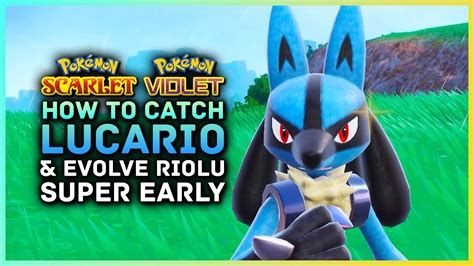 Pokemon Scarlet And Violet How To Catch Lucario Riolu Super Early