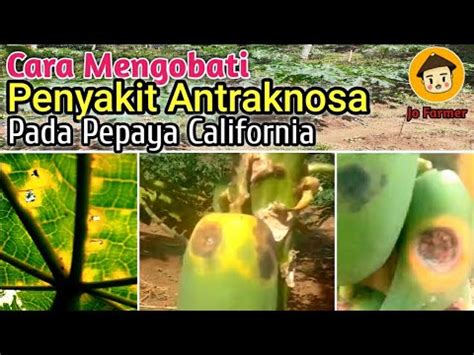 CARA PENYEMBUHAN PENYAKIT ANTRAKNOSA PADA PEPAYA CALIFORNIA YouTube