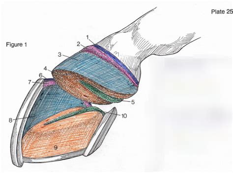 Equine Anatomy Hoof Diagram Quizlet