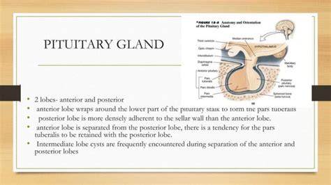 Anatomy Of Sellar Suprasellar Region