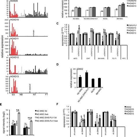 Posterior Hoxd Genes Promote Chondrogenic Differentiation And