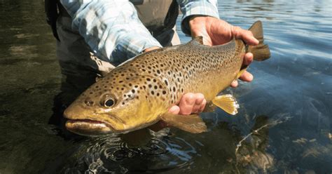 The Complete Trout Fishing Guide Everything You Need To Know About