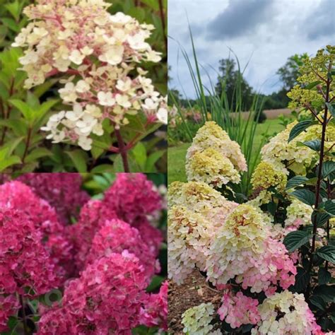 Hydrangea Pan Framboisine Pbr Rensam Vai Samarskaya Lidiya