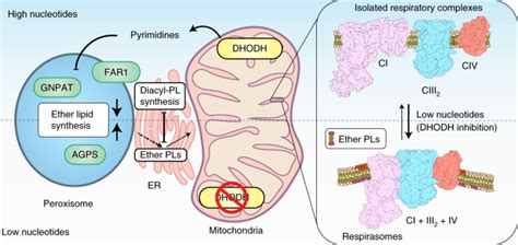 Peroxisomal Derived Ether Phospholipids Link Nucleotides To Respirasome