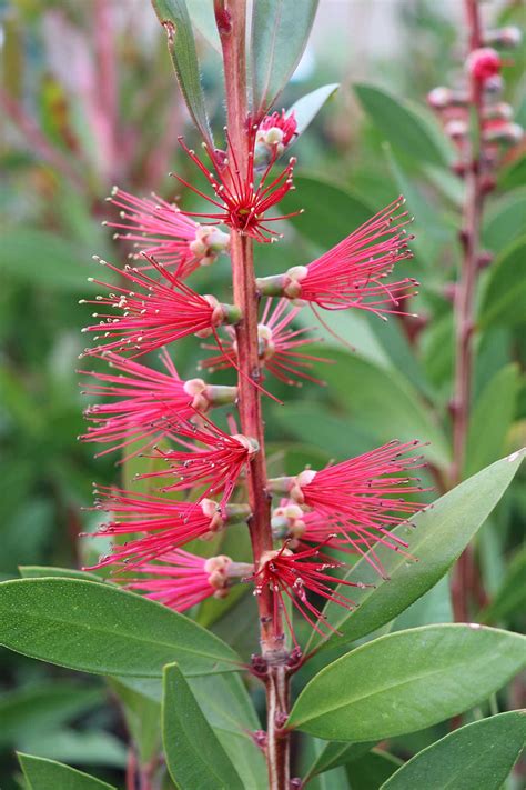 Callistemon Citrinus ‘endeavour Dinsan Nursery