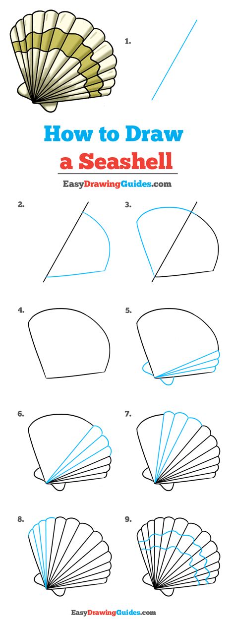 How To Draw A Seashell Really Easy Drawing Tutorial