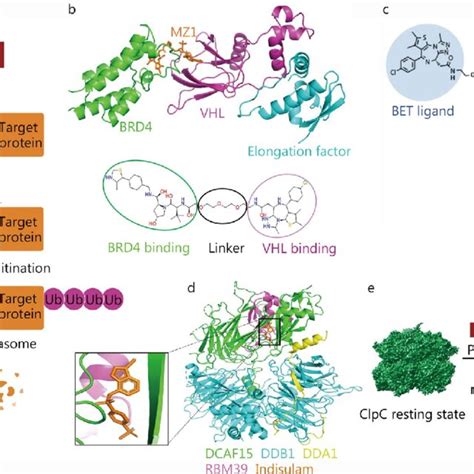 Application Of Cryo Em In Proteolysis Targeting Chimera Protac A