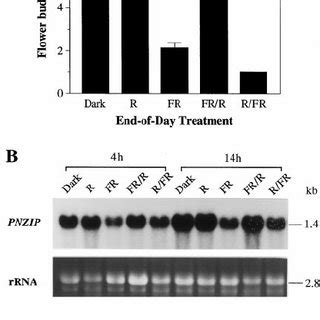 RNA Gel Blot Hybridization Analysis Of PNZIP MRNA Levels During An