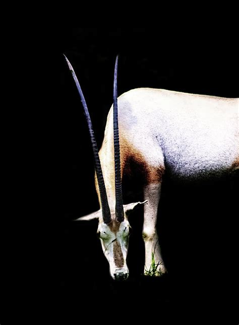 Antelope Photograph By Martin Newman Fine Art America