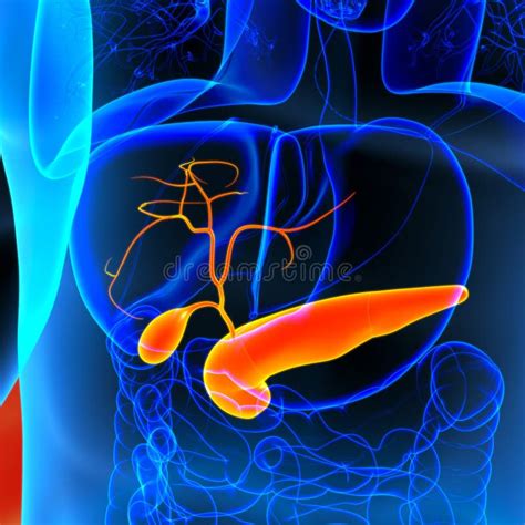 Anatomie D D Appareil Digestif Humain De La V Sicule Biliaire