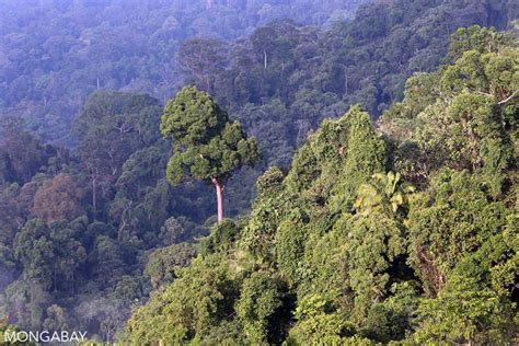 After long battle, big swath of Sumatran rainforest wins protection