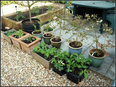 Marks Veg Plot Marks Veg Plot In May