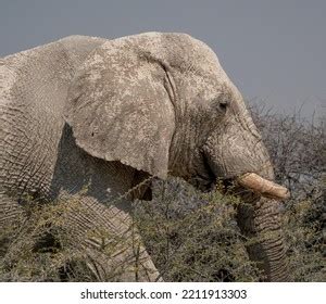 95.143 Wide animal Gambar, Foto Stok & Vektor | Shutterstock
