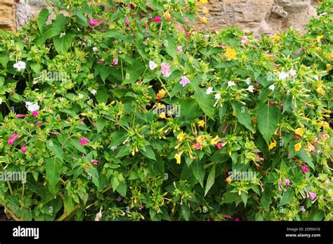 Peru mirabilis hi-res stock photography and images - Alamy