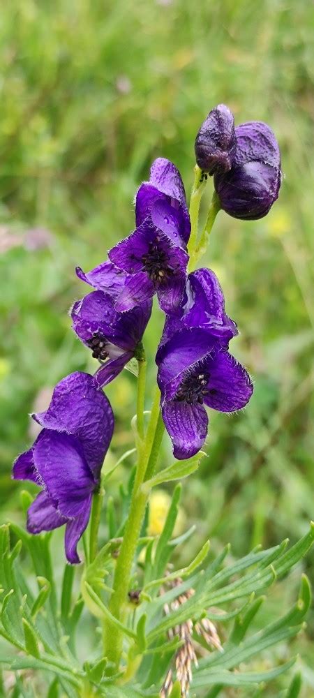 Photo Aconitum Tauricum Observation Org