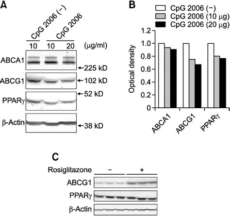 Reduction Of Abcg1 Protein And Its Transcriptional Activator Pparγ But