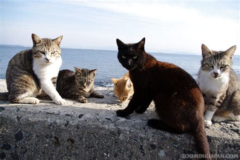 Ainoshima - Yet Another Cat Island in Japan » Zooming Japan