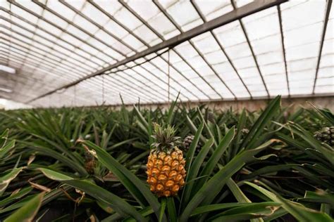 Mercadona aposta na produção nacional e compra 500 milhões de euros a