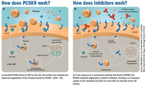 Clinicians Should Consider Using Pcsk Inhibitors To Lower Cholesterol