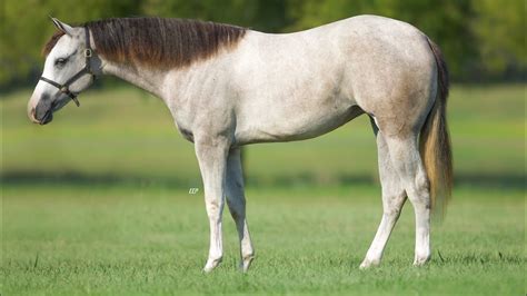 INFERNOS FOXY BABE Mare By Inferno Sixty Six YouTube