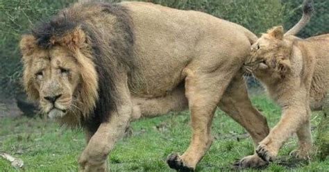 Lioness in heat bites lion s balls at rotterdam zoo animals – Artofit