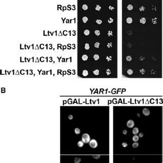 RpS3 Yar1 Overexpression Rescues The Dominant Negative Phenotype Of