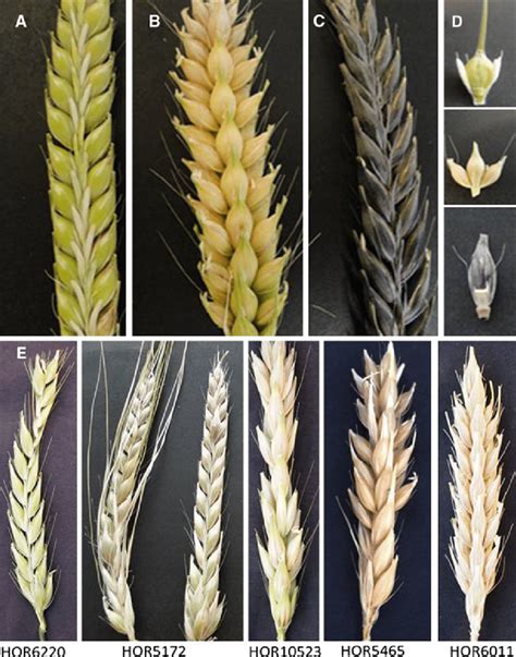 Barley Spikes Showing Different Row Types A Tworowed Barley B