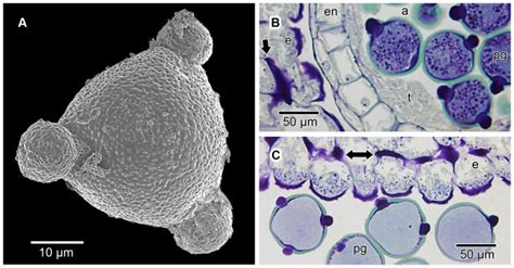Mature Pollen Grains Are Suboblate To Spheroidal Isopolar Radially