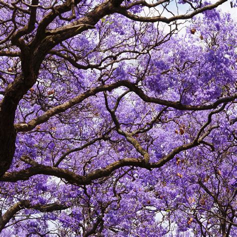 Collection 103 Pictures Photos Of Jacaranda Trees Stunning