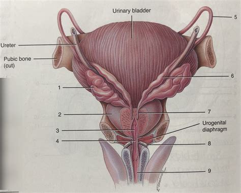 Male Reproductive Organs And Accessory Sex Glands Posterior View Diagram Quizlet