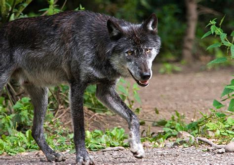 Für Maßnahmen rund um den Wolf Neue Außenstelle des KLUWO in Dierdorf