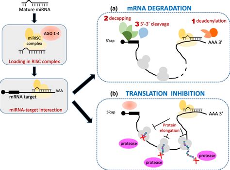 Mechanism Of MiRNA Target Interaction A MRNA Degradation And B