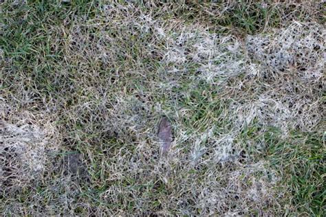 How To Get Rid Of Grass Fungus