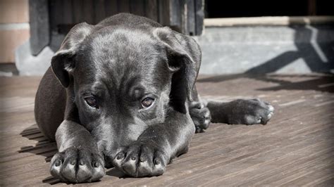 20 Razas De Perros Que No Sueltan Mucho Pelo