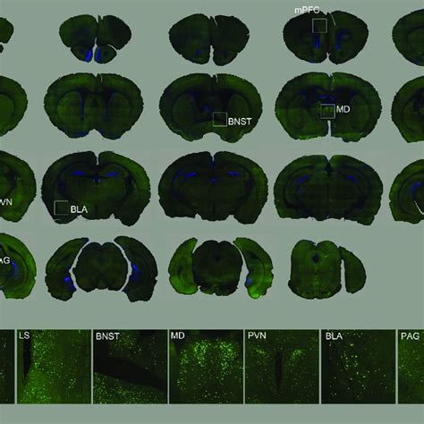 Overall C Fos Activation Patterns In The Control Mouse Brain A