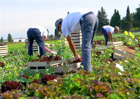 Farmworkers Must Be Prioritized for COVID-19 Vaccine Distribution ...