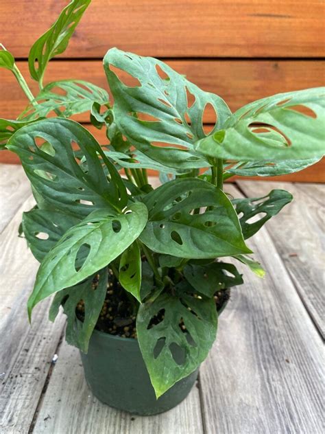 How To Grow A Split Leaf Philodendron Care Guide Artofit