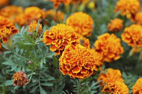 October Birth Month Flowers Marigold And Cosmos Petal Republic