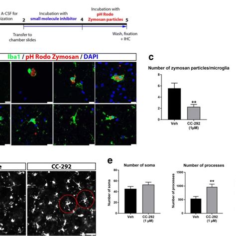 Btk Expression And Inhibition In Microglia In Vitro And In Vivo A