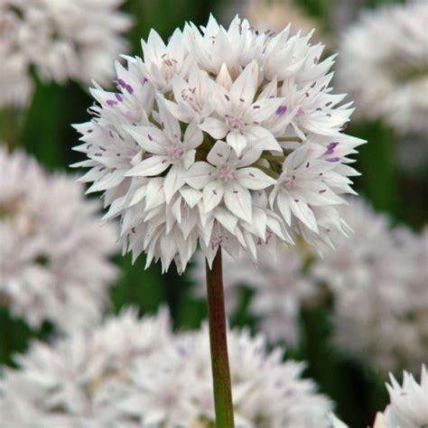 Allium amplectens 'Graceful Beauty', Allium 'Graceful Beauty' in ...