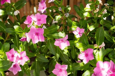 Catharanthus Roseus Madagascar Periwinkle