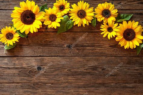 Girasoles sobre fondo de madera fotografía de stock alexraths