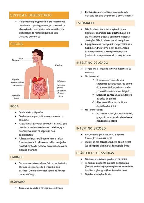 Sistema Digestório Resumo Criativo Anatomia Orgaos Curso Tecnico