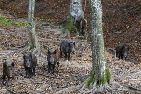 Wild Boar in Transylvanian Forest . Wildlife in Natural Habitat Stock Image - Image of boar ...