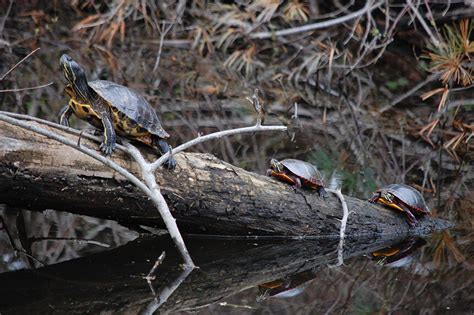 Ignorant Pet Owners Allow Popular Turtle To Go Wild Ecori News